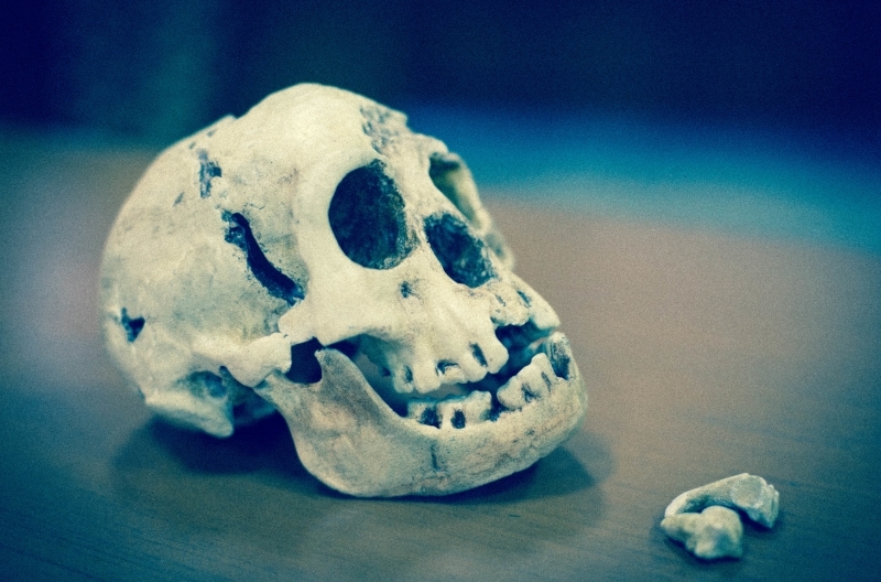 Homofloresiensis