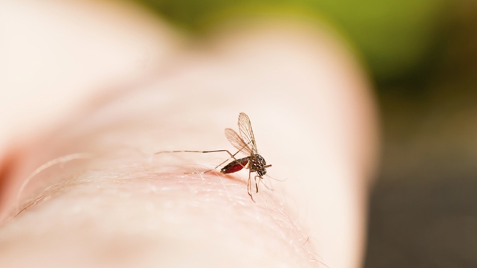 Pourquoi les moustiques et les guêpes nous piquent-ils